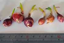 Tree Onion Bulbils