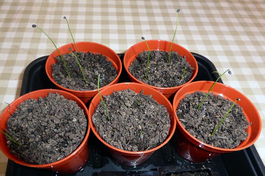 Air Onion Seedlings - 1 Week Old