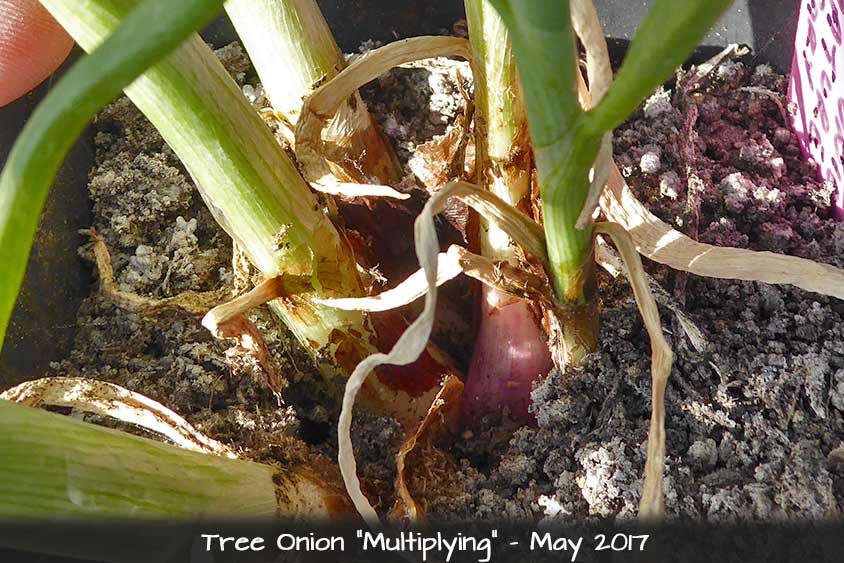 Tree Onion - Multiplier Onion
