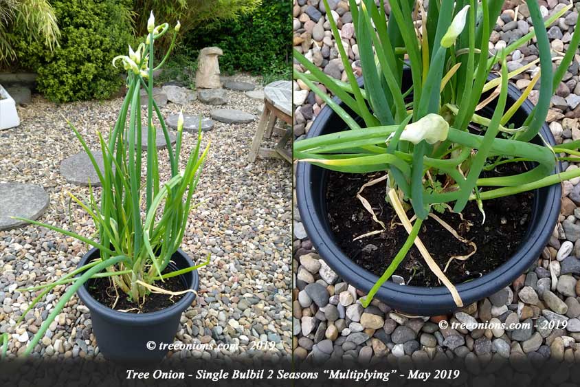 Optimal Selection - Tree Onion Grown From Bulbil Over 2 Seasons