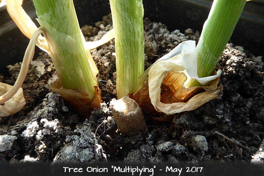 Finnish Air Onion - Tree Onion Multiplying